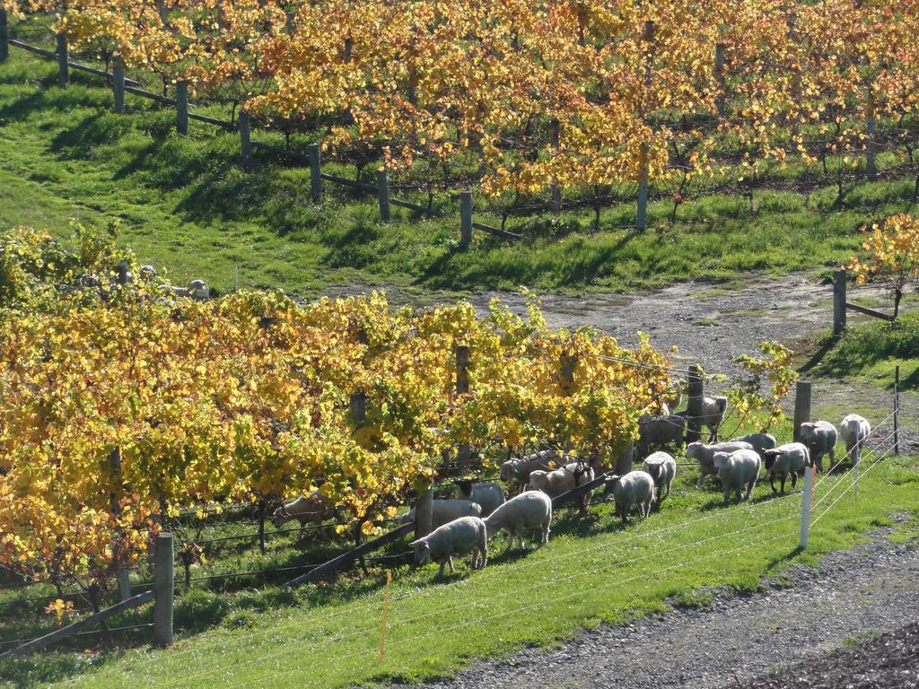 Pine Hill Lodge In Vineyard Mapua Kültér fotó
