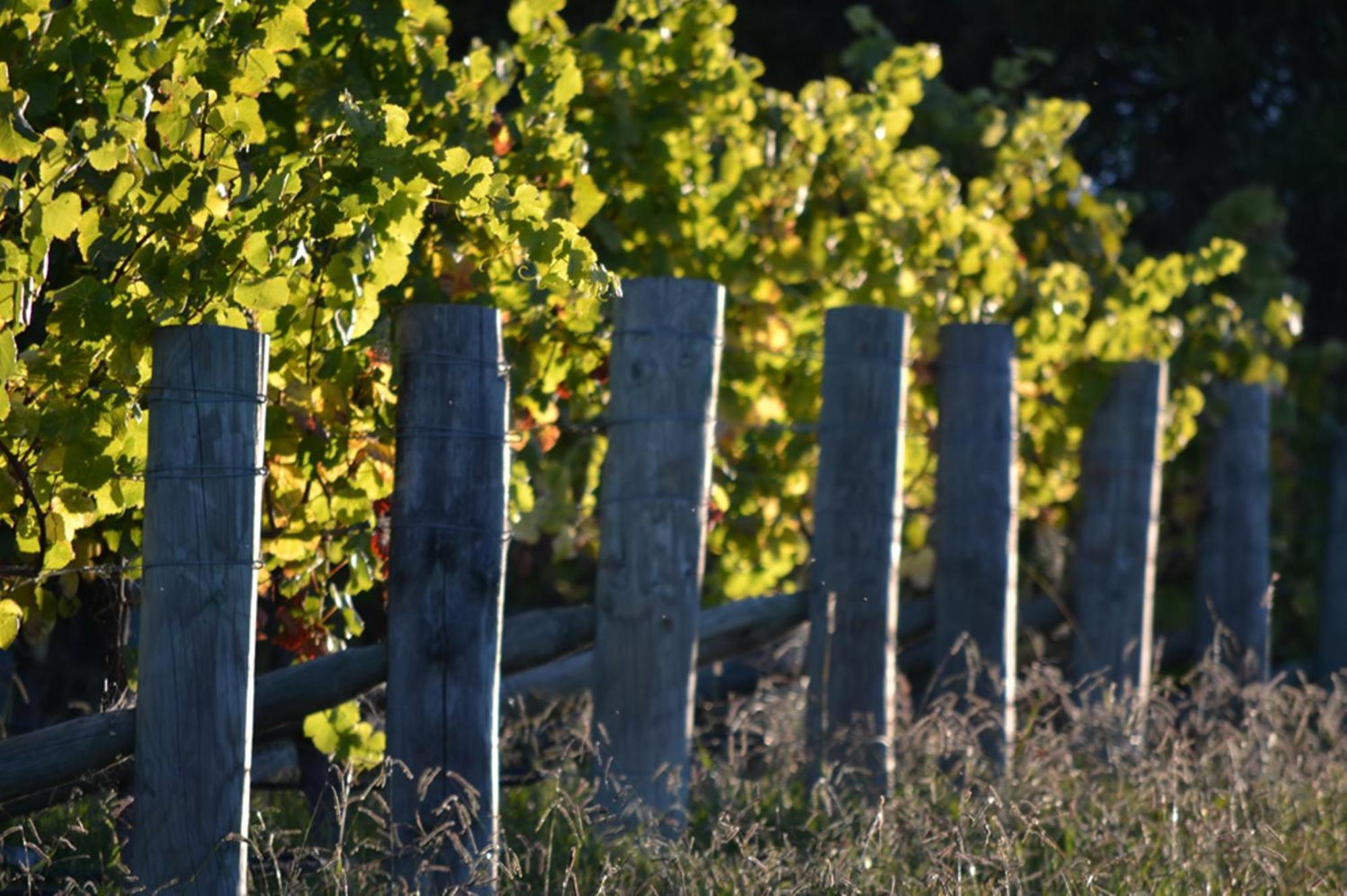 Pine Hill Lodge In Vineyard Mapua Kültér fotó