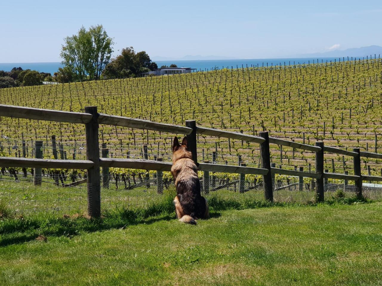 Pine Hill Lodge In Vineyard Mapua Kültér fotó